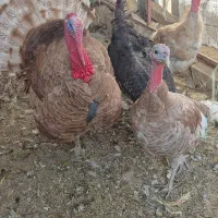 بوقلمون بوربون|حیوانات مزرعه|مبارکه, |دیوار