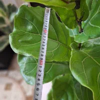 فیکوس لیراتا با گلدان سفالی مشکی|گل و گیاه طبیعی|شاهینشهر, نسیم ۵|دیوار