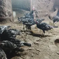 بوقلمون نر ماده دم تخم گذاری در روستا بزرگ شدن|حیوانات مزرعه|باسمنج, |دیوار