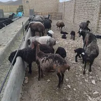 میش شال و غزل افشار