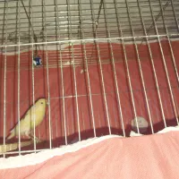 سالم جونه نر