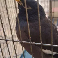 مرغ مینا|پرنده|ایلام, |دیوار