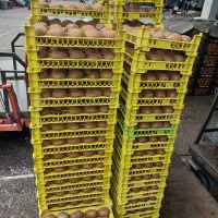 کیوی سبدی .۱۰۸ کیلو.کیلویی ۱۲۰