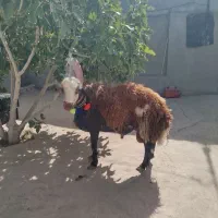 بره قوچی