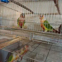 گرینچیک|پرنده|فولادشهر, B2|دیوار