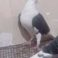 دکت پلاکی المان