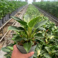 استخدام ادمین اینستاگرام/ورامین|استخدام رایانه و فناوری اطلاعات|ورامین, ورامین|دیوار