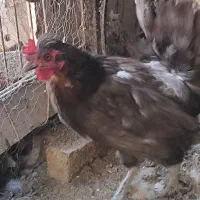دو عدد مرغ تخم گذار و یک خروس|حیوانات مزرعه|اصفهان, کوی شهید کشوری|دیوار