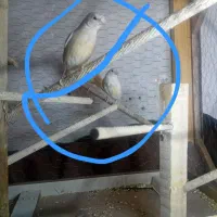 فنچ  گلدین|پرنده|تهران, شمیران‌نو|دیوار