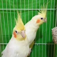 عروس هلندی|پرنده|نوشهر, |دیوار