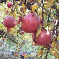 قرمز و آبدار