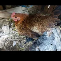 مرغ محلی خوزستان