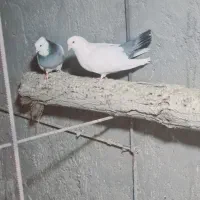 کفتر بم|پرنده|بم, |دیوار