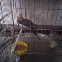 عروس هلندی نر