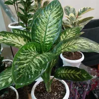 گلهای اپارتمانی سالم به قیمت|گل و گیاه طبیعی|تهران, دهقان|دیوار