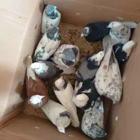 کفتر|پرنده|سراب, |دیوار