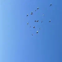 کبوتر غریب گیری