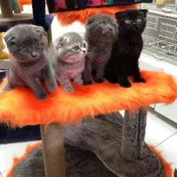 گربه اسکاتیش (مشکی)تحویل حضوری در اهواز