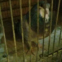 بدرنگ دمگیر خرقه عشق بازی کبوتر