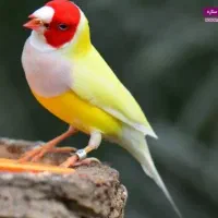 فنچ گلدین نر|پرنده|اردکان, |دیوار