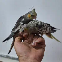 عروس هلندی|پرنده|رباط‌کریم, رباط‌کریم|دیوار