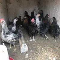 جوجه مرغ|حیوانات مزرعه|شهریار, شهریار|دیوار