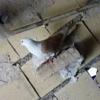 رنگی|پرنده|اهواز, بیست متری شهرداری|دیوار