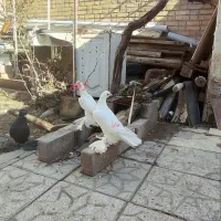 اغ اپارپارلی جفت