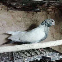 2100|پرنده|اندیشه, اندیشه فاز ۴|دیوار