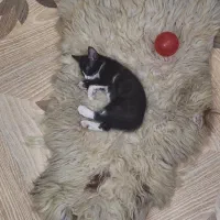 بچه گربه دوماهه