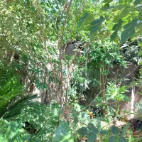 ۲۲۵ متر ویلایی رودبارتان|فروش خانه و ویلا|رشت, رودبارتان|دیوار