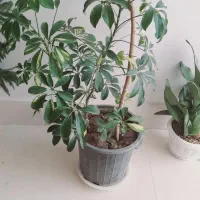 گل طبیعی|گل و گیاه طبیعی|فردوس (خراسان), |دیوار