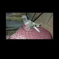 جوجه اشعل. طوقی قهوی دم سفید اتیقه هرسه جوجه|پرنده|لالی, |دیوار