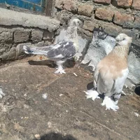 کبوتر ترکیه زینتی