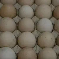تخم مرغ محلی