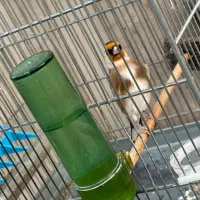 سهره نر|پرنده|کهریزک, |دیوار