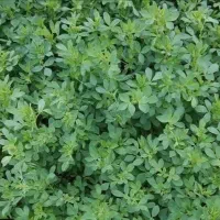 فروش یونجه خالص