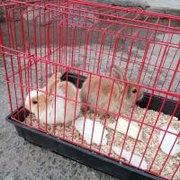 سلام فروش دوتا خرگوش یکی لوپ یکی معمولی با قفس|موش و خرگوش|یزد, |دیوار