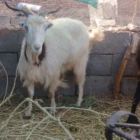 بزمحلی