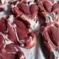 ... شیشک گوسفند زنده بره چاق تهران|حیوانات مزرعه|تهران, شهرک آزمایش|دیوار