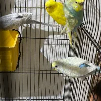 مرغ عشق|پرنده|یزد, |دیوار