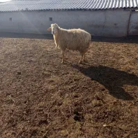 گوسفند|حیوانات مزرعه|اسلام آباد, |دیوار