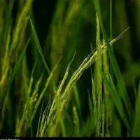 ۸هکتار زمین کشاورزی اجاره داده میشود