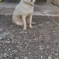 پاپی نر سفید سرحال واگزارمیشود