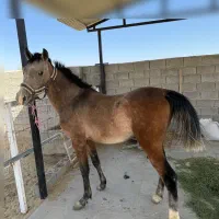 فروش کره نریان دره شور  ۲سال