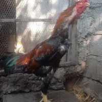 خروس لاری|حیوانات مزرعه|رشت, یخسازی|دیوار