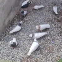 سلام کبوتر ۵ عددش کلافه طوقی ۵ تا معمولی|پرنده|بندر انزلی, پیل علی باغ|دیوار