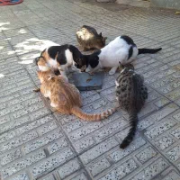 واگذاری رایگان بچه گربه ۲ماهه و۵ماهه خانگی