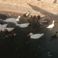 اردک پروازی و اسراییلی