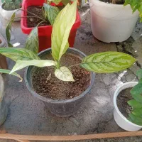 گل خانگی|گل و گیاه طبیعی|بوکان, |دیوار